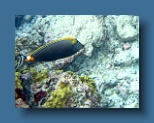 Helengeli 293